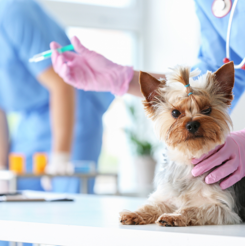 Vacinas Importadas para Cães Marcar Mococa - Vacina Fiv Felv