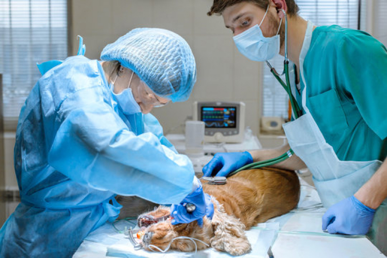 Veterinário Cardiologista Marcar Jardim Flórida - Cirurgia em Pequenos Animais